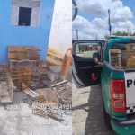 pm-apreende-19-passaros-em-cativeiro-no-rn