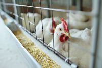 gripe-aviaria:-virus-sobrevive-em-queijo-de-leite-cru-por-meses,-diz-estudo