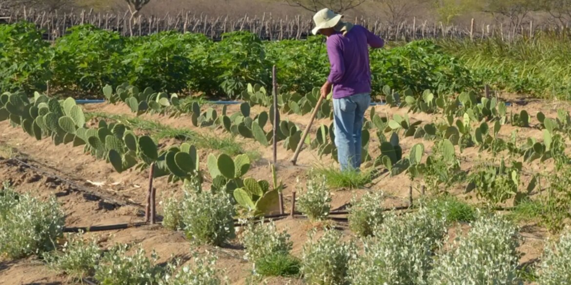 cmn-simplifica-credito-rural-a-populacoes-tradicionais-e-extrativistas