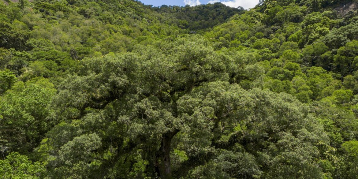 mata-atlantica-perde-2,4-milhoes-de-hectares-em-40-anos
