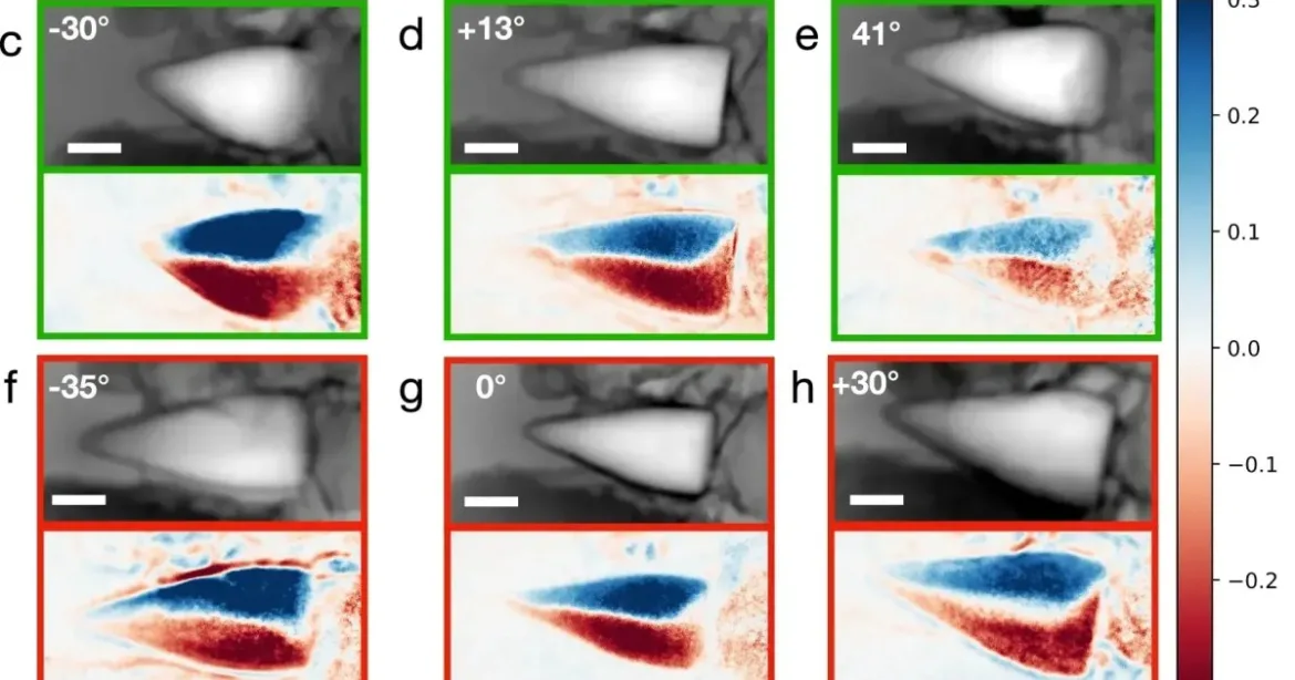 fosseis-de-56-milhoes-de-anos-revelam-sistema-de-“gps-interno”