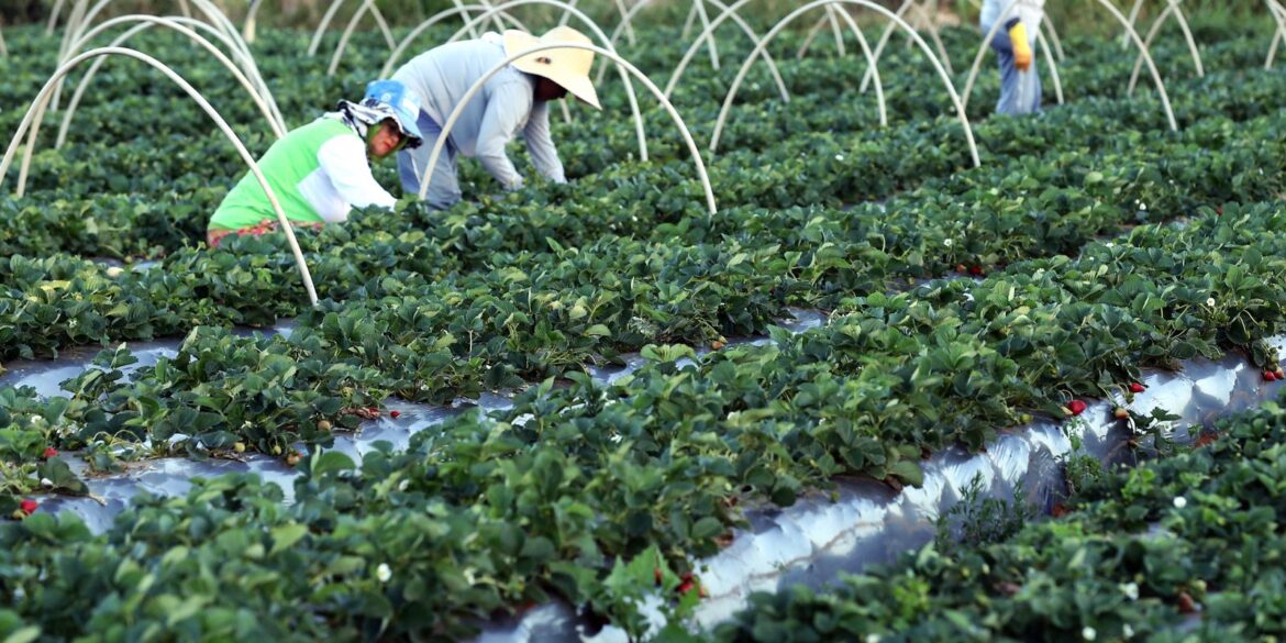 finep-anuncia-parceria-de-r$-74,9-milhoes-para-a-agricultura-familiar