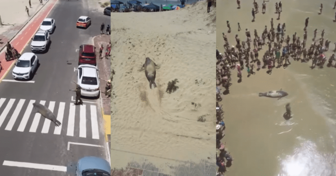 video:-elefante-marinho-“passeia”-pela-rua-e-surpreende-pessoas-no-rs