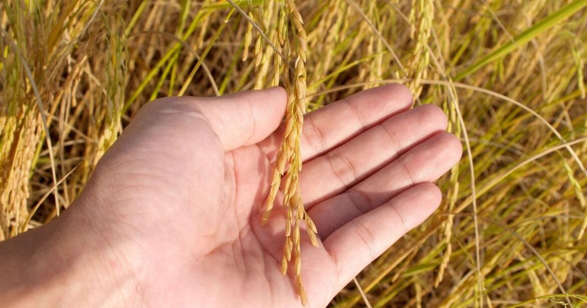 expodireto-cotrijal-comeca-nesta-segunda-e-reune-agro-no-interior-do-rs