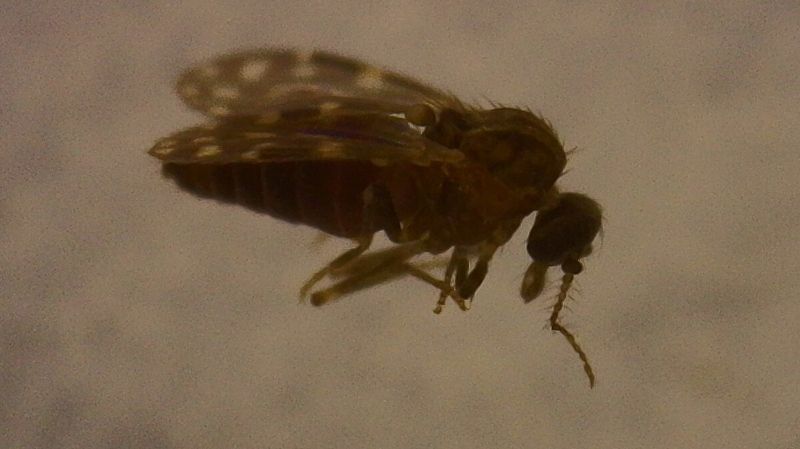 virus-oropouche-ja-infectou-mais-de-5-milhoes-no-brasil,-sugere-estudo