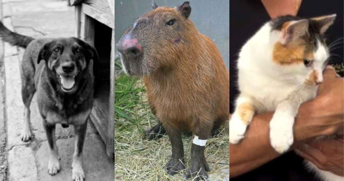 rio-tem-trimestre-recorde-de-denuncias-de-maus-tratos-a-animais