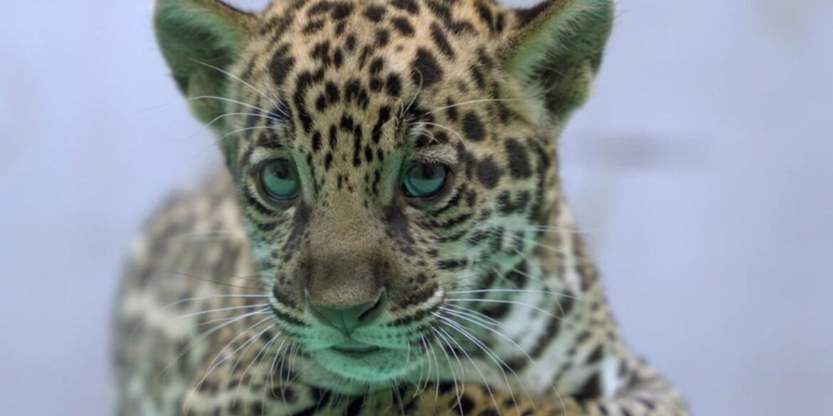 onca-pintada-nascida-no-bioparque-vale-amazonia-ganha-o-nome-de-xingu