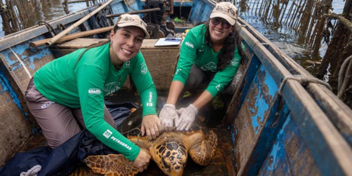 tartarugas-cabecudas-reaparecem-na-baia-de-guanabara