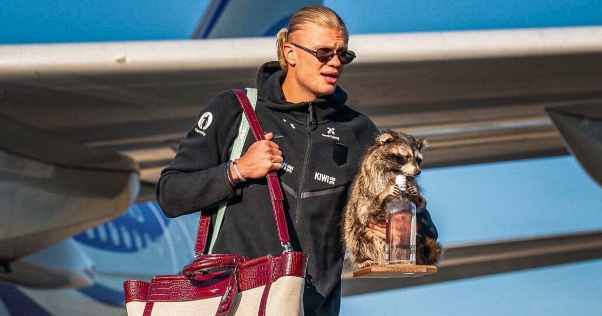 guaxinim-de-haaland:-o-que-e-taxidermia,-tecnica-usada-em-animal-do-jogador