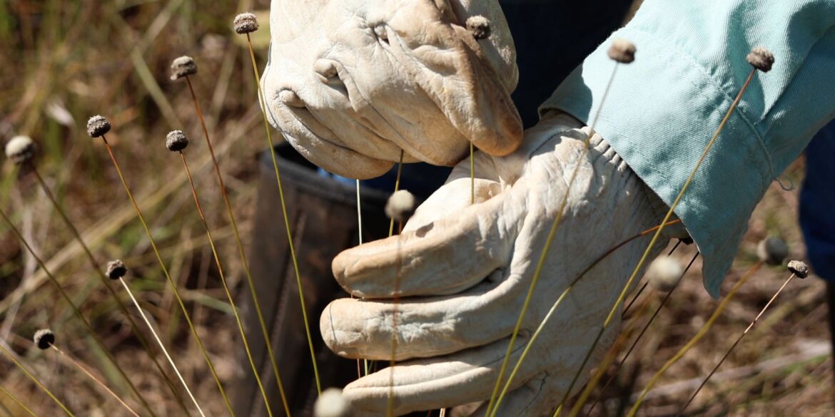 pesquisadores-encontram-plantas-consideradas-extintas-ha-30-anos