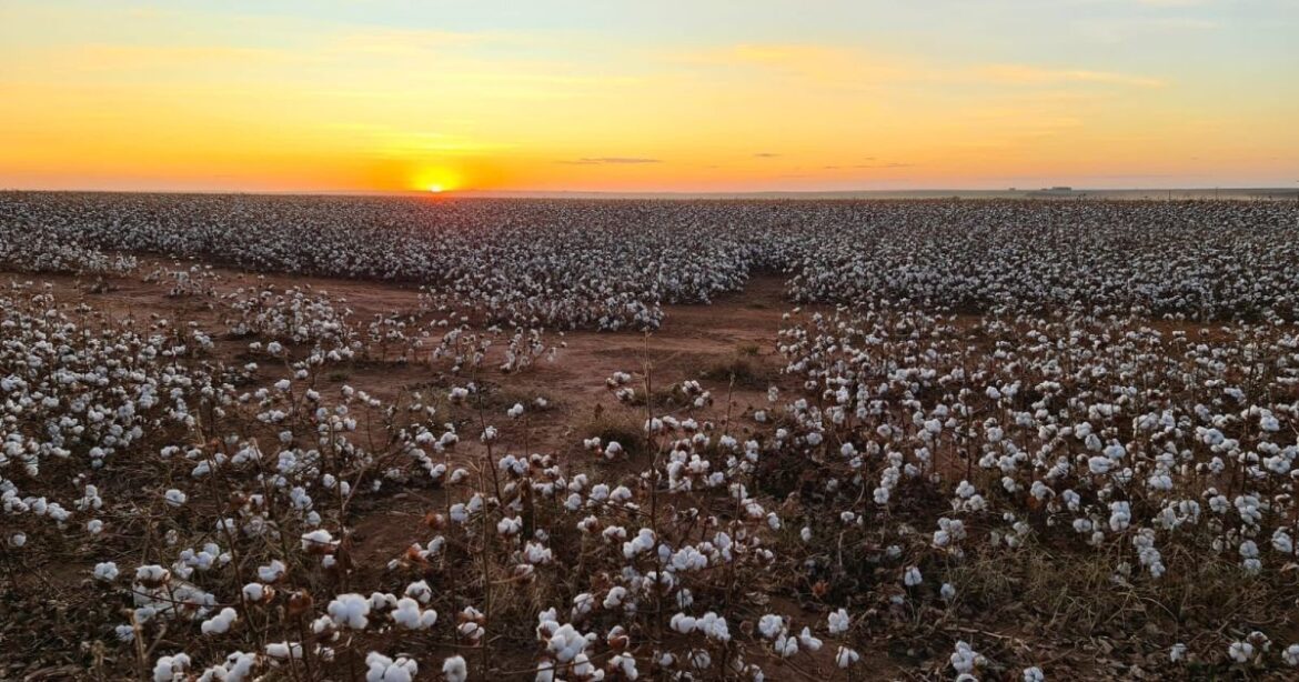 estimativa-de-produtividade-do-algodao-sobe-em-mato-grosso