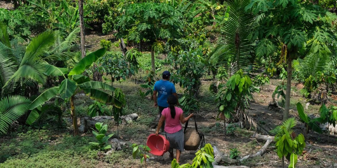 da-amazonia-ao-chaco,-america-latina-tem-desafios-com-clima-e-terra