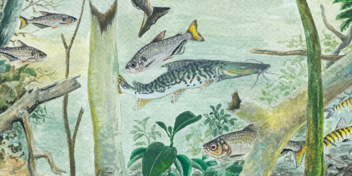 amazonia-tem-mais-de-2,7-mil-especies-de-peixes,-aponta-estudo
