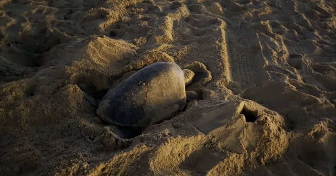 especie-rara-de-tartarugas-marinhas-tem-viajado-oceanos-e-estao-sendo-avistadas-em-novas-praias
